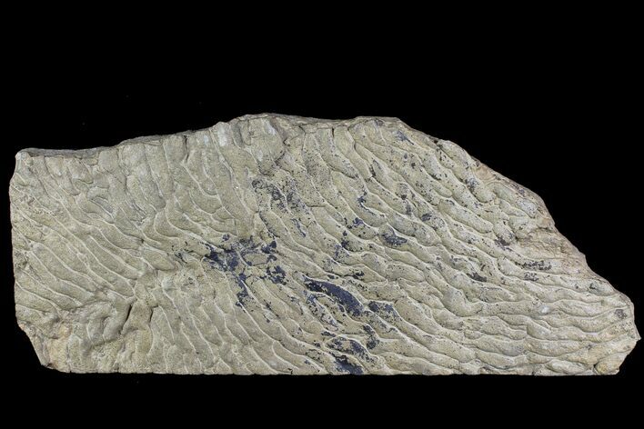 Pennsylvanian, Fossil Microbial Mat - Oklahoma #77906